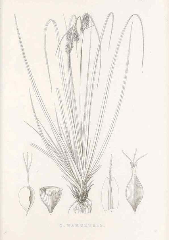 Reproducción/Reproduction 48683327357: Illustrations of the genus Carex. London :William Pamplin,1858-1867.. 