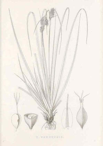 Reproducción/Reproduction 48683327357: Illustrations of the genus Carex. London :William Pamplin,1858-1867.. 