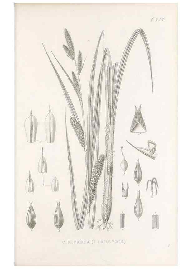 Reproducción/Reproduction 48682813358: Illustrations of the genus Carex. London :William Pamplin,1858-1867.. 
