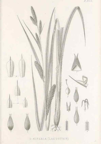Reproducción/Reproduction 48682813358: Illustrations of the genus Carex. London :William Pamplin,1858-1867.. 