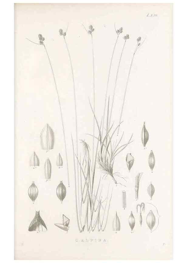 Reproducción/Reproduction 48683327912: Illustrations of the genus Carex. London :William Pamplin,1858-1867.. 