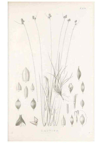 Reproducción/Reproduction 48683327912: Illustrations of the genus Carex. London :William Pamplin,1858-1867.. 