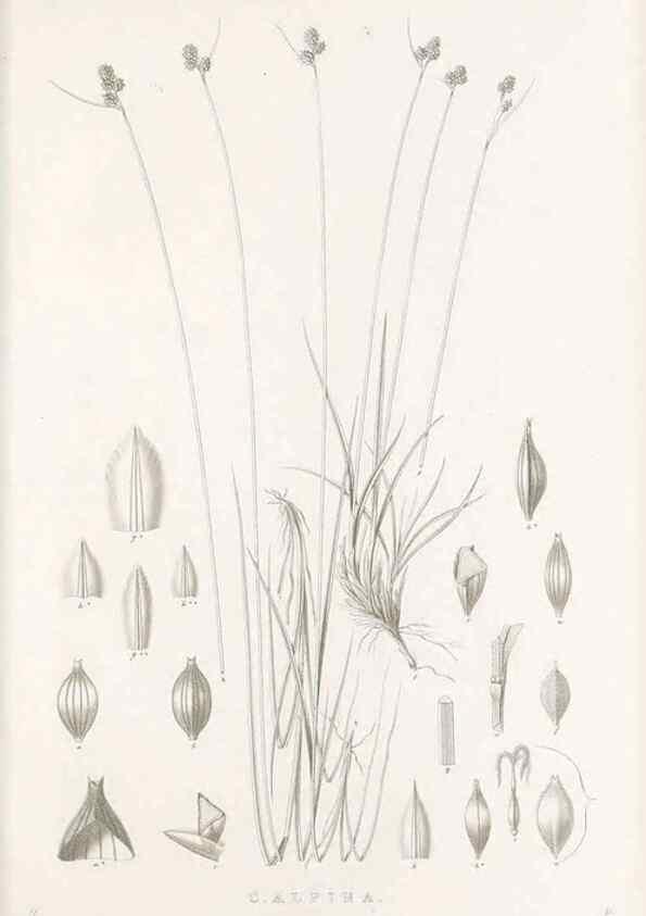 Reproducción/Reproduction 48683327912: Illustrations of the genus Carex. London :William Pamplin,1858-1867.. 