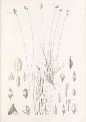 Reproducción/Reproduction 48683327912: Illustrations of the genus Carex. London :William Pamplin,1858-1867.. 