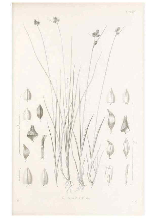 Reproducción/Reproduction 48682813928: Illustrations of the genus Carex. London :William Pamplin,1858-1867.. 