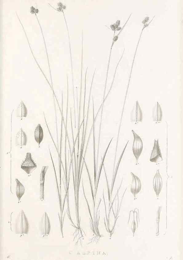 Reproducción/Reproduction 48682813928: Illustrations of the genus Carex. London :William Pamplin,1858-1867.. 