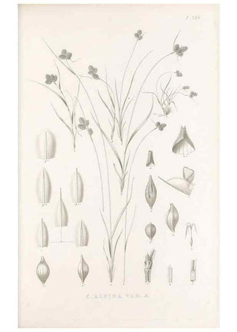 Reproducción/Reproduction 48683151846: Illustrations of the genus Carex. London :William Pamplin,1858-1867.. 