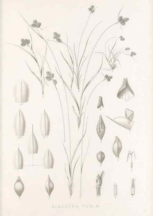Reproducción/Reproduction 48683151846: Illustrations of the genus Carex. London :William Pamplin,1858-1867.. 