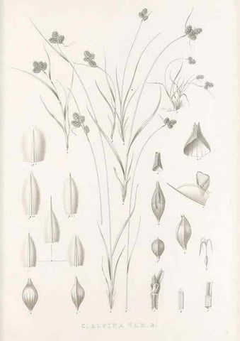 Reproducción/Reproduction 48683151846: Illustrations of the genus Carex. London :William Pamplin,1858-1867.. 