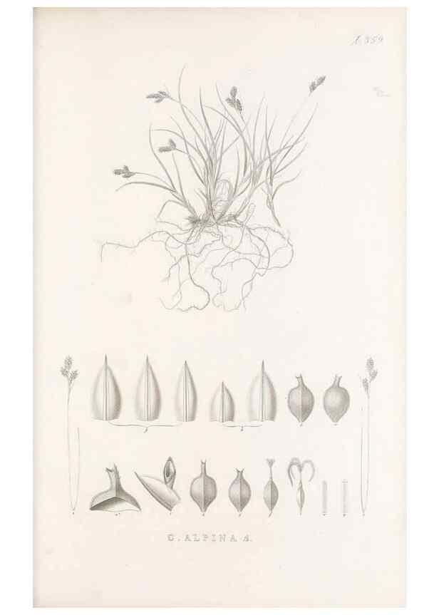 Reproducción/Reproduction 48683152096: Illustrations of the genus Carex. London :William Pamplin,1858-1867.. 