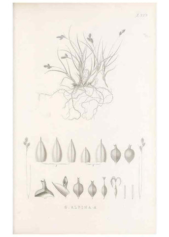 Reproducción/Reproduction 48683152096: Illustrations of the genus Carex. London :William Pamplin,1858-1867.. 