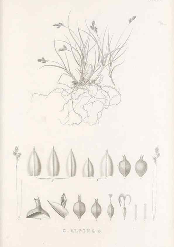 Reproducción/Reproduction 48683152096: Illustrations of the genus Carex. London :William Pamplin,1858-1867.. 