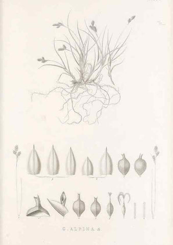 Reproducción/Reproduction 48683152096: Illustrations of the genus Carex. London :William Pamplin,1858-1867.. 