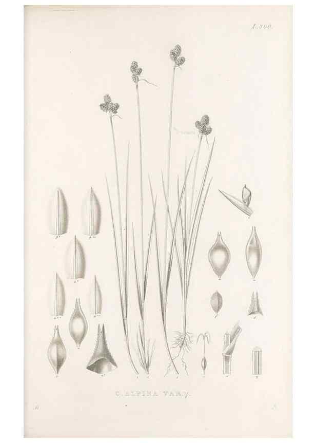 Reproducción/Reproduction 48683152266: Illustrations of the genus Carex. London :William Pamplin,1858-1867.. 