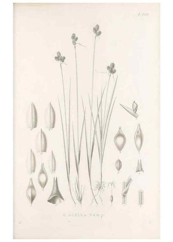 Reproducción/Reproduction 48683152266: Illustrations of the genus Carex. London :William Pamplin,1858-1867.. 