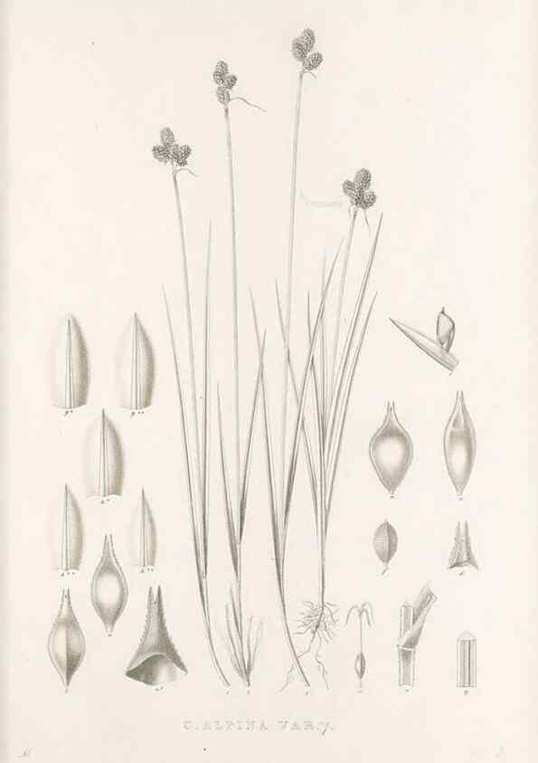 Reproducción/Reproduction 48683152266: Illustrations of the genus Carex. London :William Pamplin,1858-1867.. 