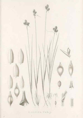 Reproducción/Reproduction 48683152266: Illustrations of the genus Carex. London :William Pamplin,1858-1867.. 