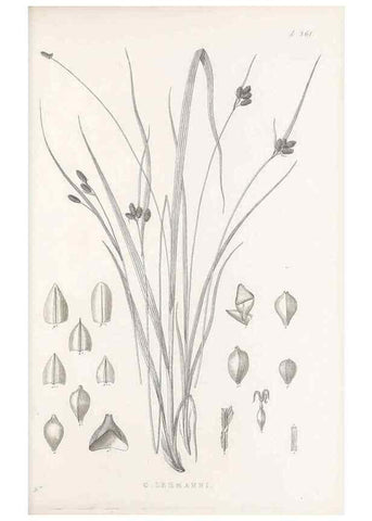 Reproducción/Reproduction 48683328967: Illustrations of the genus Carex. London :William Pamplin,1858-1867.. 