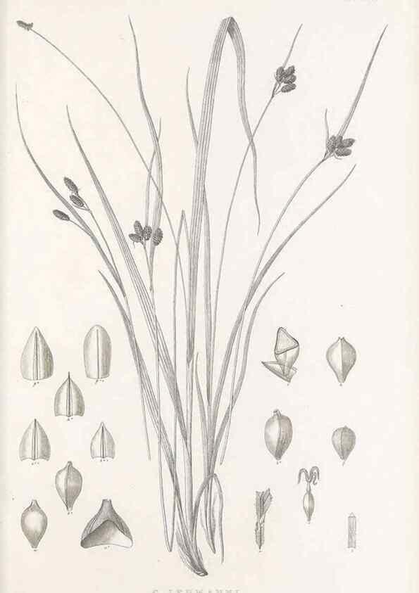 Reproducción/Reproduction 48683328967: Illustrations of the genus Carex. London :William Pamplin,1858-1867.. 