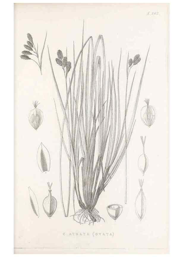 Reproducción/Reproduction 48683329207: Illustrations of the genus Carex. London :William Pamplin,1858-1867.. 