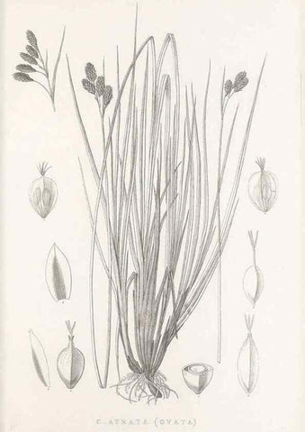 Reproducción/Reproduction 48683329207: Illustrations of the genus Carex. London :William Pamplin,1858-1867.. 