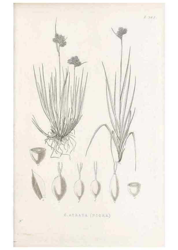 Reproducción/Reproduction 48682815198: Illustrations of the genus Carex. London :William Pamplin,1858-1867.. 