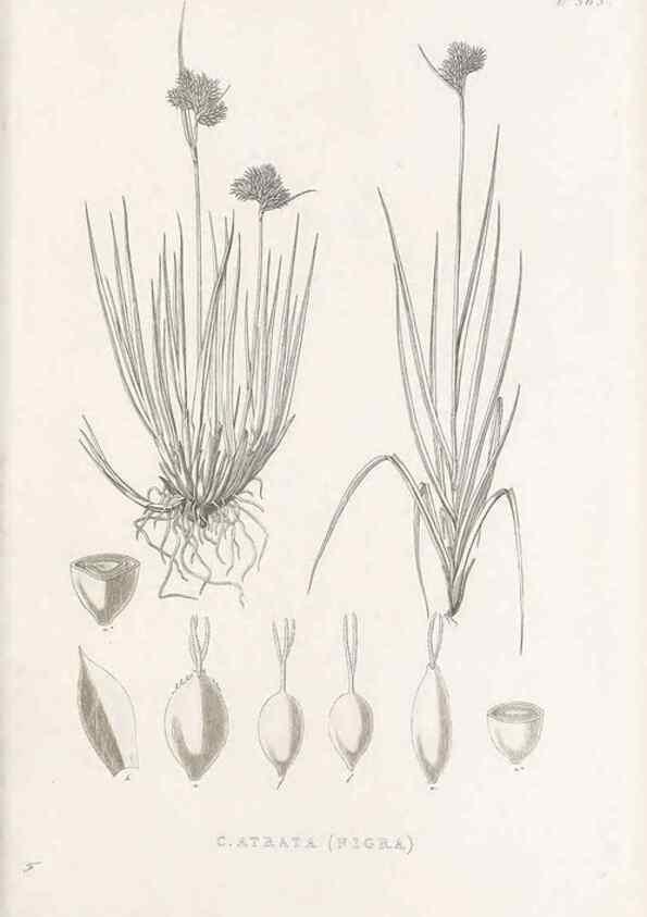 Reproducción/Reproduction 48682815198: Illustrations of the genus Carex. London :William Pamplin,1858-1867.. 
