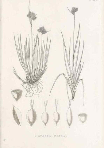 Reproducción/Reproduction 48682815198: Illustrations of the genus Carex. London :William Pamplin,1858-1867.. 