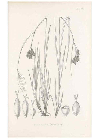 Reproducción/Reproduction 48683330122: Illustrations of the genus Carex. London :William Pamplin,1858-1867.. 