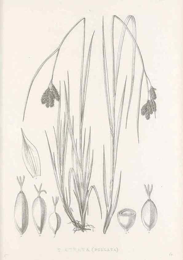 Reproducción/Reproduction 48683330122: Illustrations of the genus Carex. London :William Pamplin,1858-1867.. 