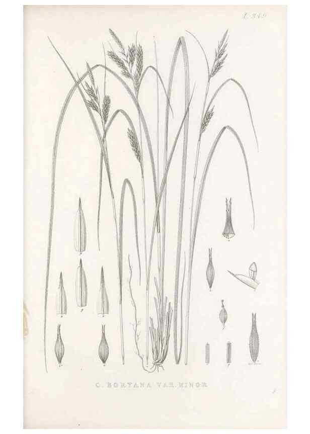 Reproducción/Reproduction 48683149486: Illustrations of the genus Carex. London :William Pamplin,1858-1867.. 