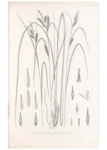 Reproducción/Reproduction 48683149486: Illustrations of the genus Carex. London :William Pamplin,1858-1867.. 