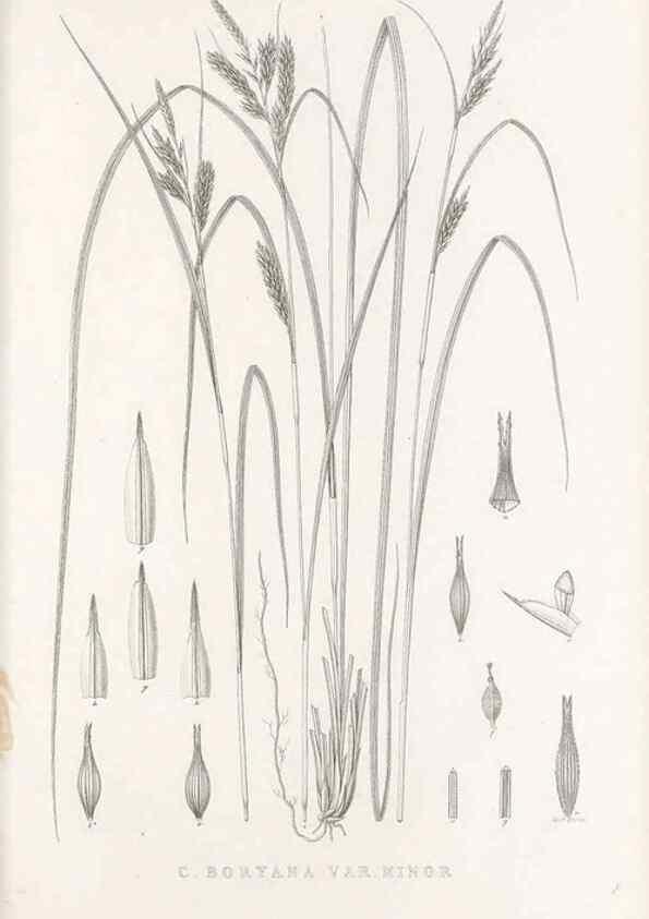 Reproducción/Reproduction 48683149486: Illustrations of the genus Carex. London :William Pamplin,1858-1867.. 