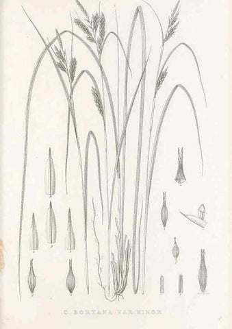 Reproducción/Reproduction 48683149486: Illustrations of the genus Carex. London :William Pamplin,1858-1867.. 