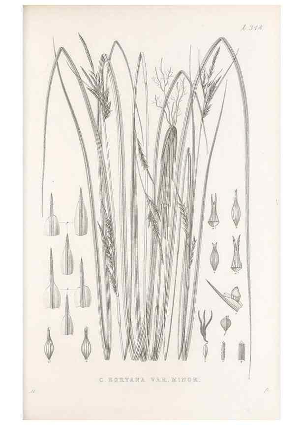 Reproducción/Reproduction 48683325852: Illustrations of the genus Carex. London :William Pamplin,1858-1867.. 