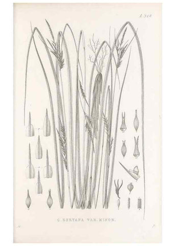 Reproducción/Reproduction 48683325852: Illustrations of the genus Carex. London :William Pamplin,1858-1867.. 