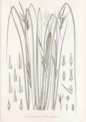 Reproducción/Reproduction 48683325852: Illustrations of the genus Carex. London :William Pamplin,1858-1867.. 