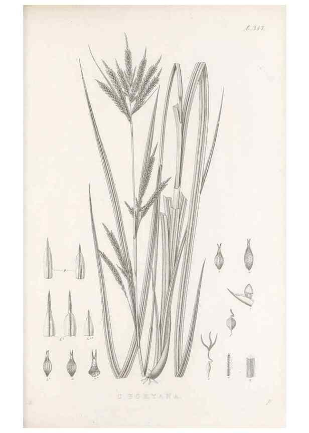 Reproducción/Reproduction 48682810803: Illustrations of the genus Carex. London :William Pamplin,1858-1867.. 