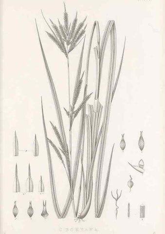 Reproducción/Reproduction 48682810803: Illustrations of the genus Carex. London :William Pamplin,1858-1867.. 
