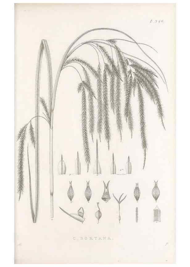Reproducción/Reproduction 48683324737: Illustrations of the genus Carex. London :William Pamplin,1858-1867.. 