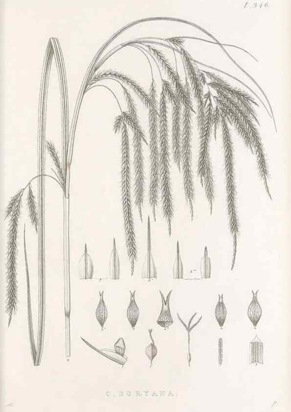 Reproducción/Reproduction 48683324737: Illustrations of the genus Carex. London :William Pamplin,1858-1867.. 