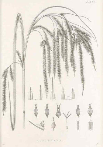 Reproducción/Reproduction 48683324737: Illustrations of the genus Carex. London :William Pamplin,1858-1867.. 