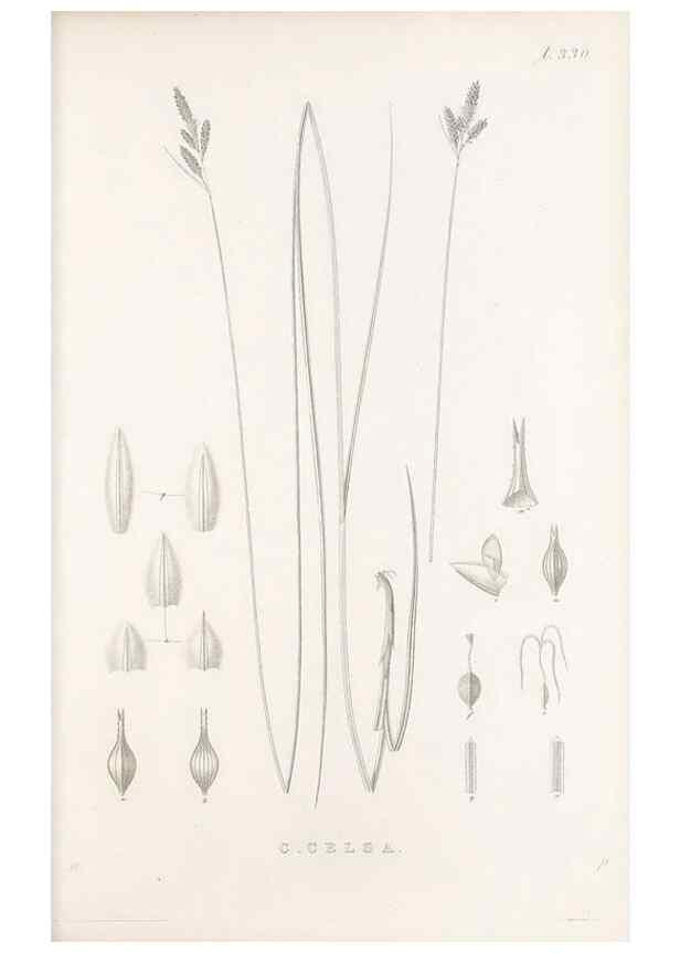 Reproducción/Reproduction 48682805323: Illustrations of the genus Carex. London :William Pamplin,1858-1867.. 