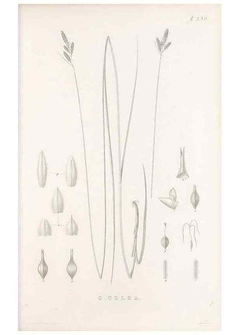 Reproducción/Reproduction 48682805323: Illustrations of the genus Carex. London :William Pamplin,1858-1867.. 