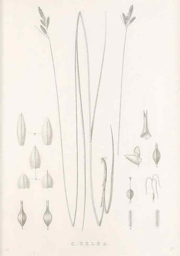Reproducción/Reproduction 48682805323: Illustrations of the genus Carex. London :William Pamplin,1858-1867.. 