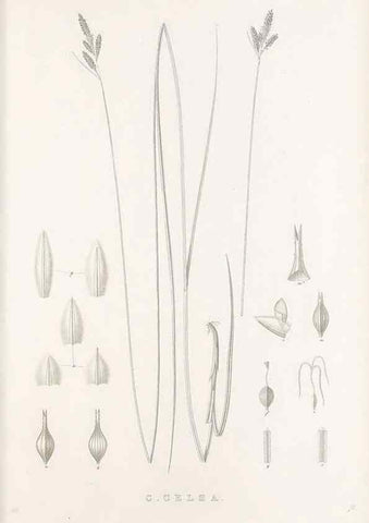 Reproducción/Reproduction 48682805323: Illustrations of the genus Carex. London :William Pamplin,1858-1867.. 