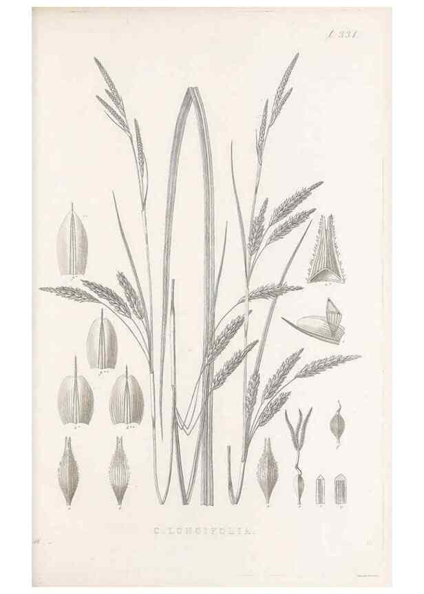 Reproducción/Reproduction 48682805593: Illustrations of the genus Carex. London :William Pamplin,1858-1867.. 