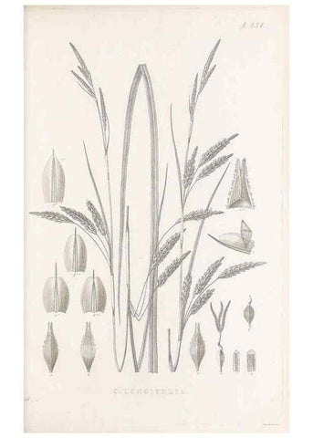 Reproducción/Reproduction 48682805593: Illustrations of the genus Carex. London :William Pamplin,1858-1867.. 