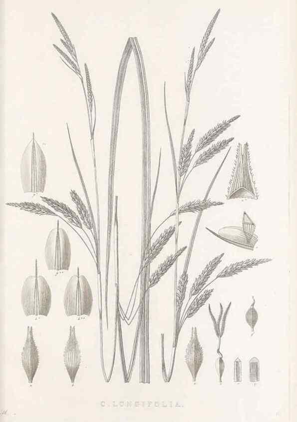 Reproducción/Reproduction 48682805593: Illustrations of the genus Carex. London :William Pamplin,1858-1867.. 