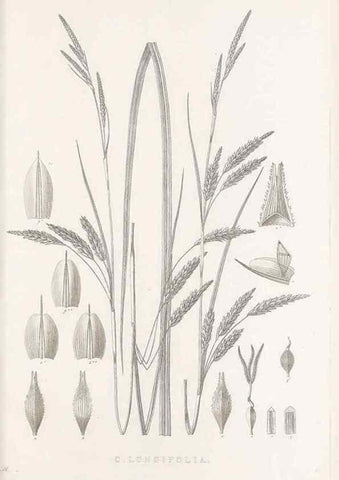 Reproducción/Reproduction 48682805593: Illustrations of the genus Carex. London :William Pamplin,1858-1867.. 